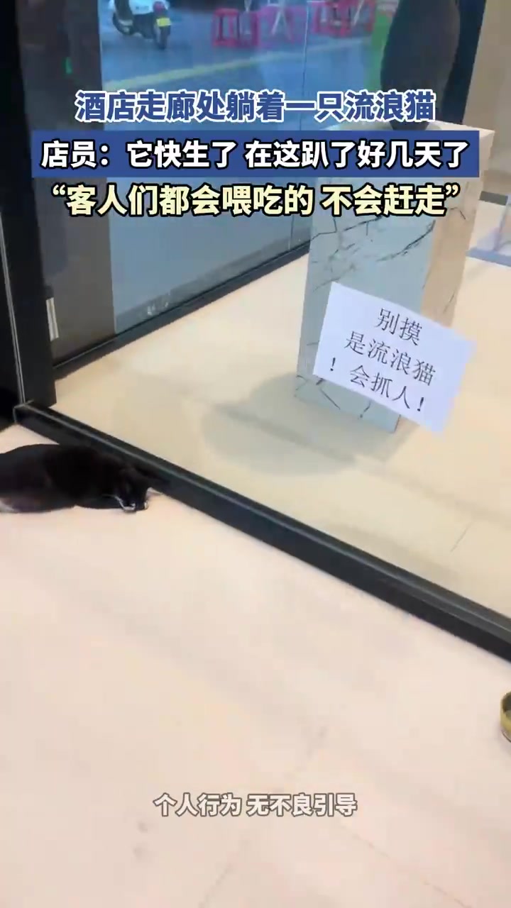 酒店走廊处躺着一只流浪猫