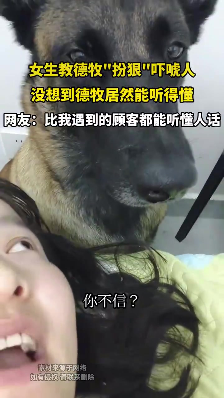 女生教德牧扮狠吓唬人，没想到德牧居然能听得懂