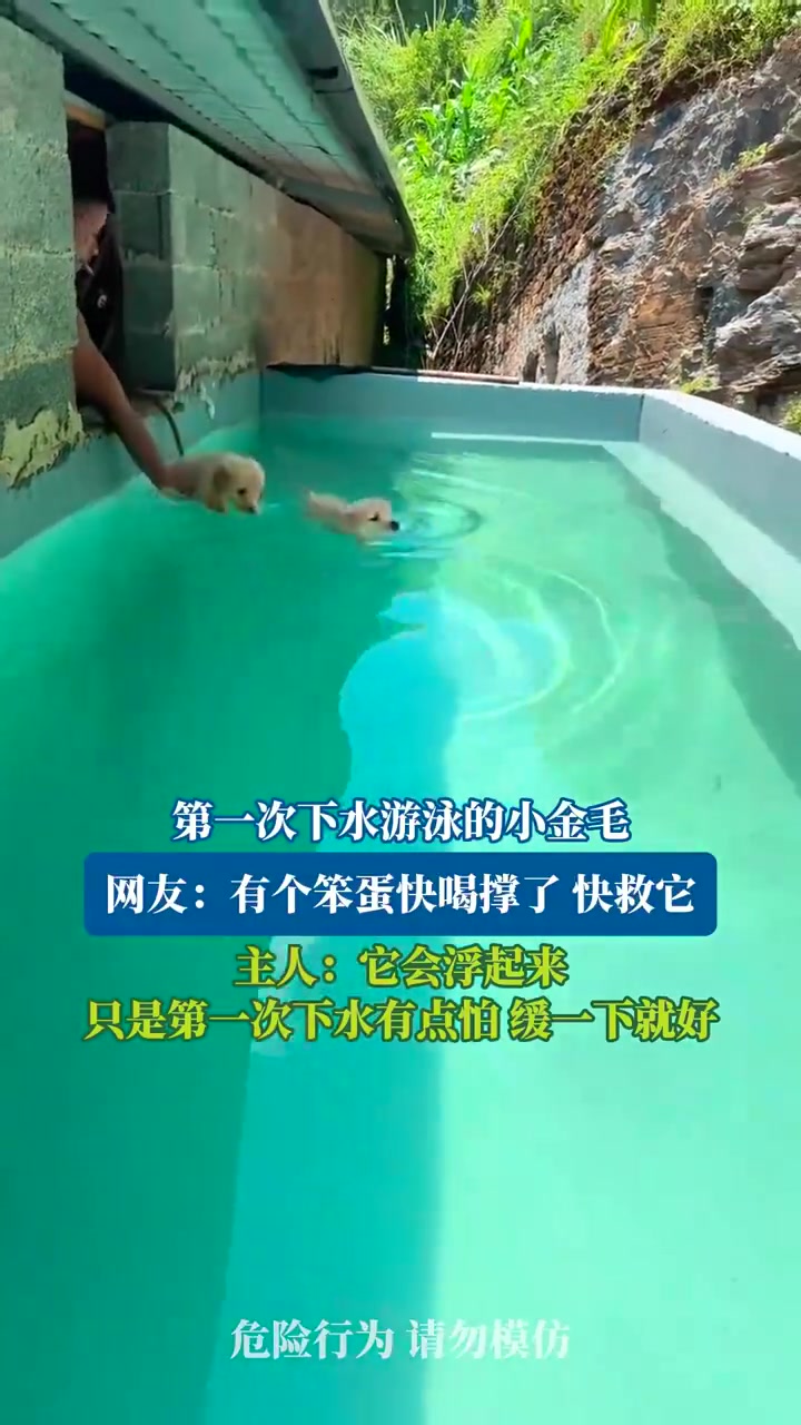 第一次下水游泳的小金毛