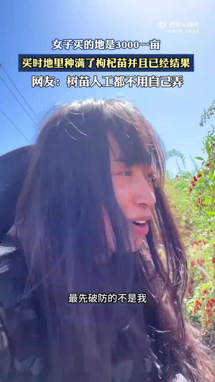 女子买的地是3000一亩，买时地里种满了枸杞苗并且已经结果