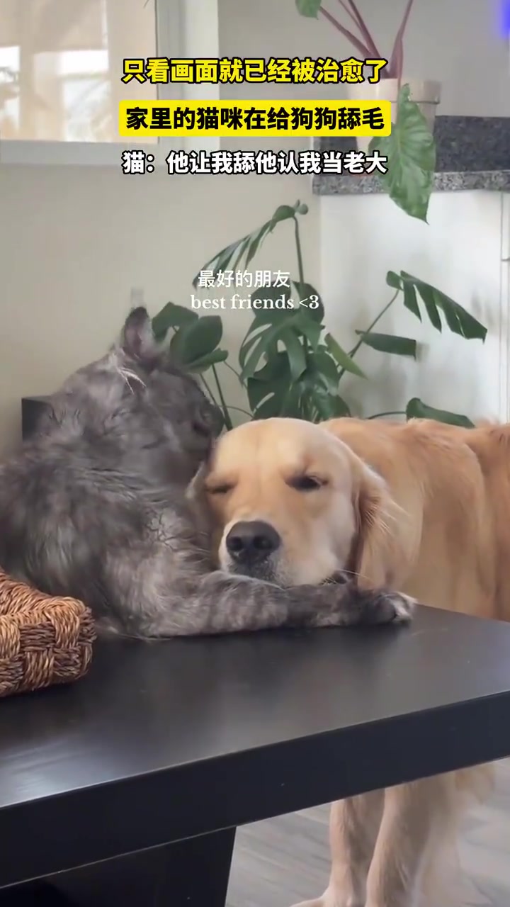 猫咪给狗狗舔毛画面治愈人心