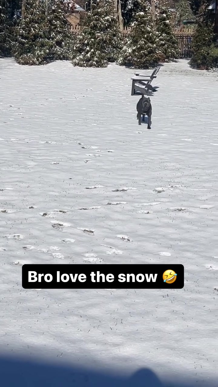 马克西晒爱犬在雪中玩耍视频！懂狗狗的吧友来看看，这是什么狗呀看上去有点小凶！