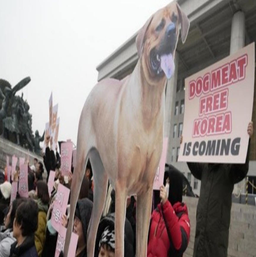 KR DOG有救咯！韩国禁食狗肉法正式实施：将全面禁止饲养屠宰行为