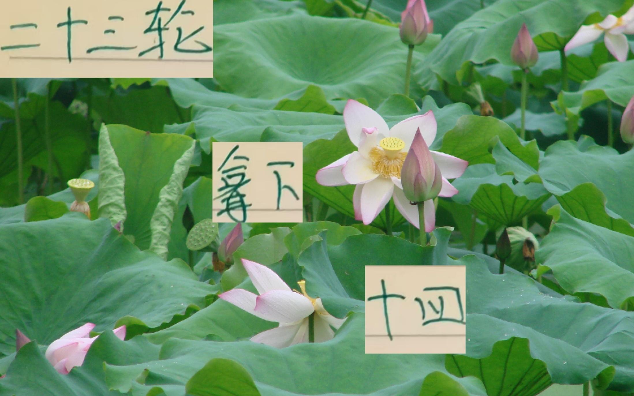 23轮下来！北京国安是赢了14场申花还比他们多赢一次