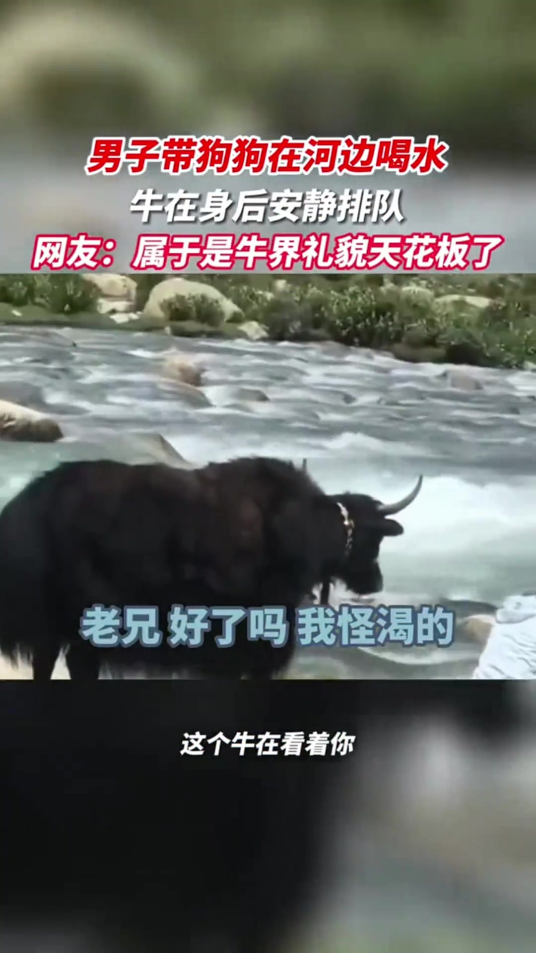 这属于牛界礼貌天花板了！怪有礼貌的，懂得排队