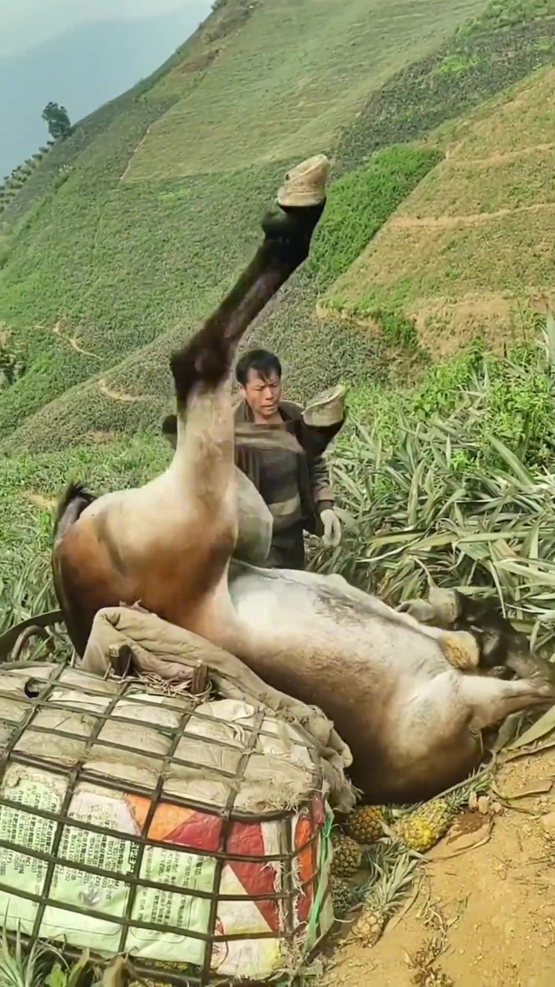 感觉路也挺不好走的，为什么还要打它呢