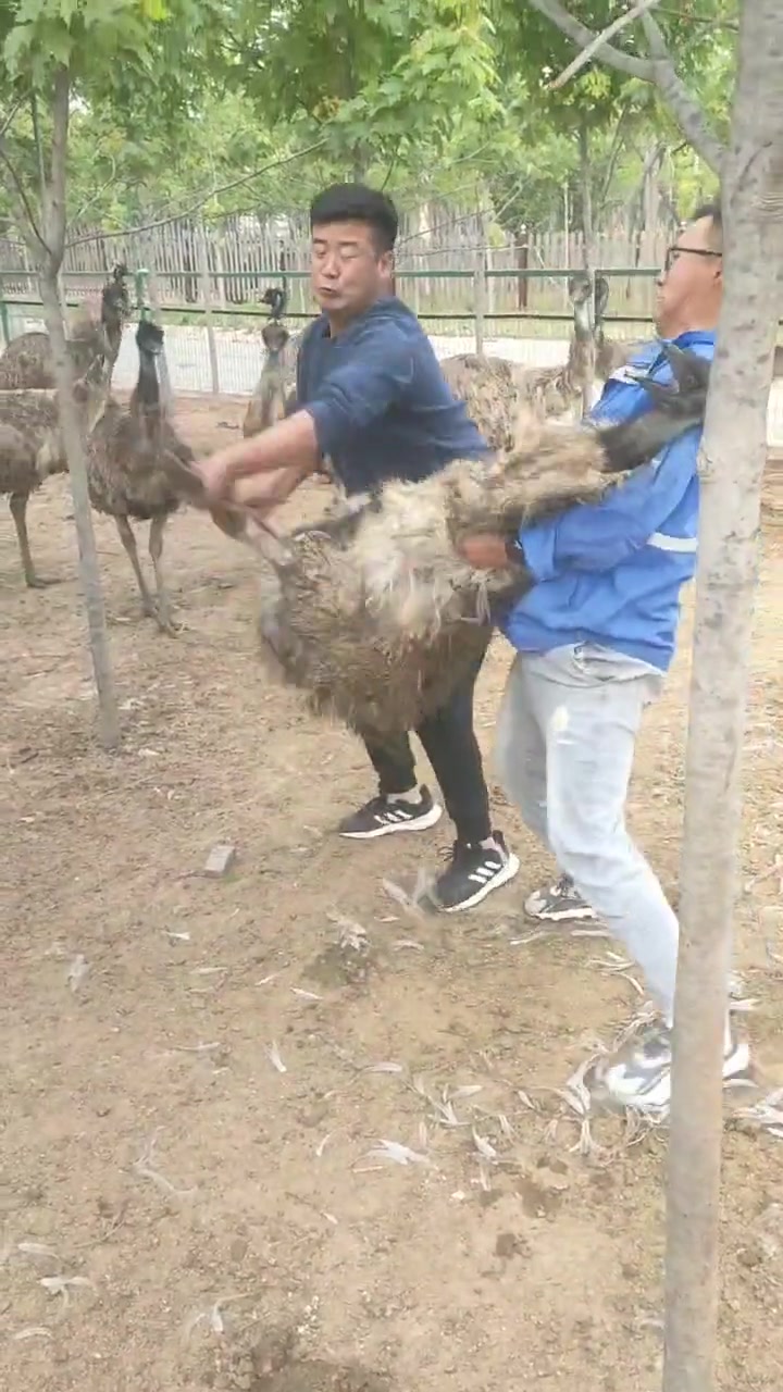细胳膊拧不过大腿