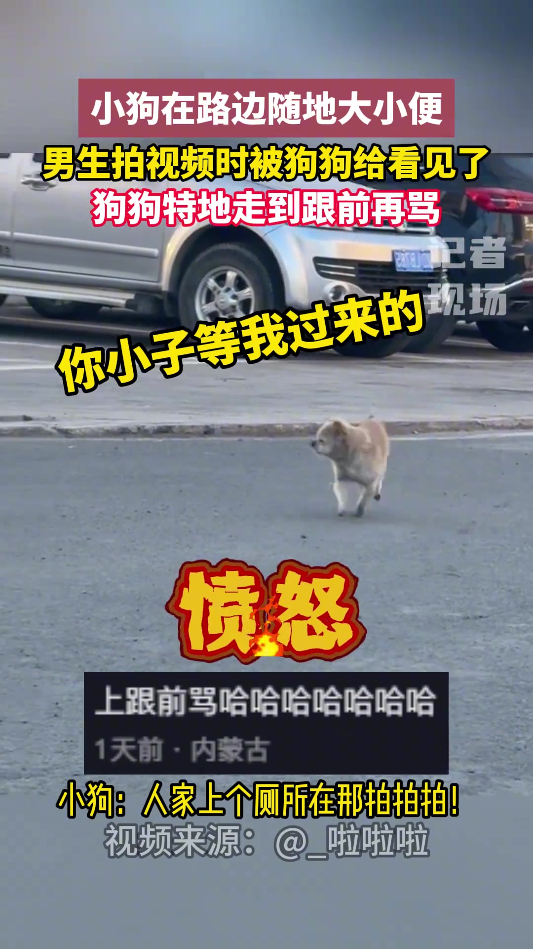 小狗在路边随地大小便 男生拍视频时被狗狗给看见了