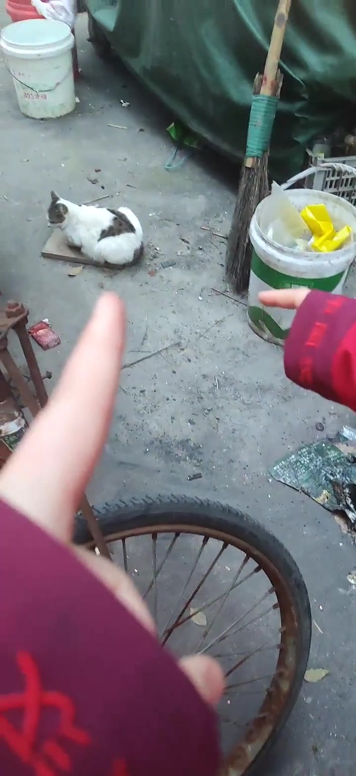 双开门猫咪