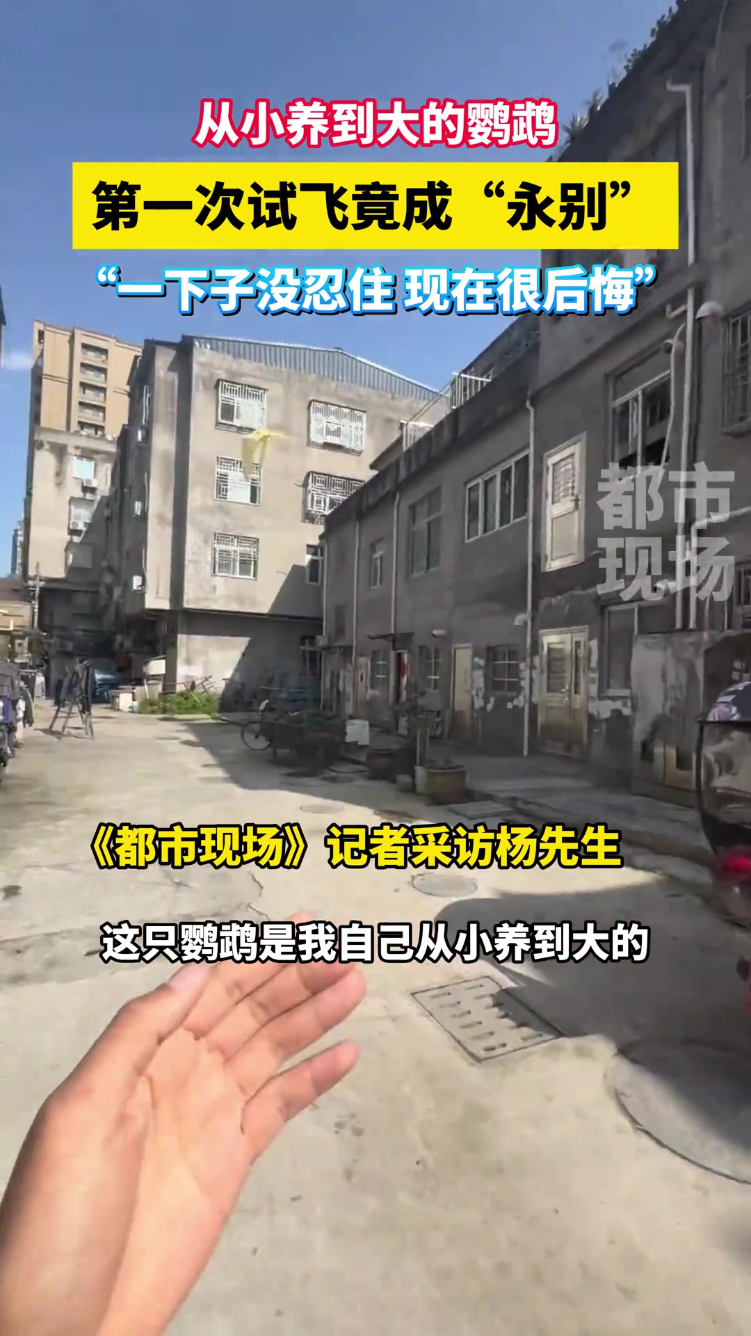 从小养到大的鹦鹉第一次试飞竟成“永别”