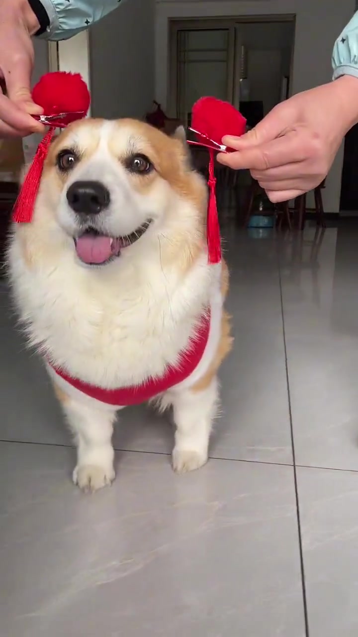 我看这狗子也是眉清目秀