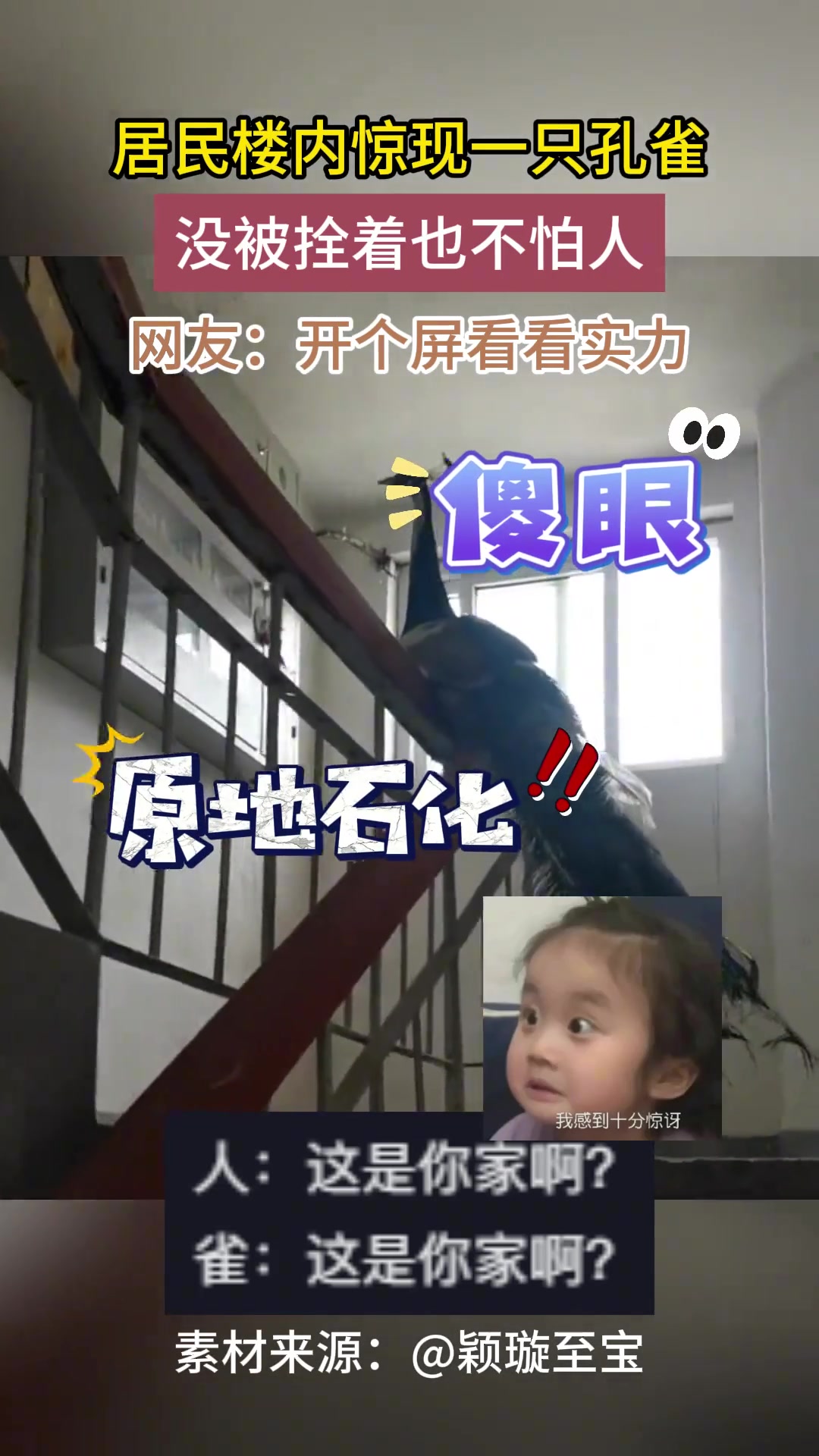 居民楼内惊现一只孔雀