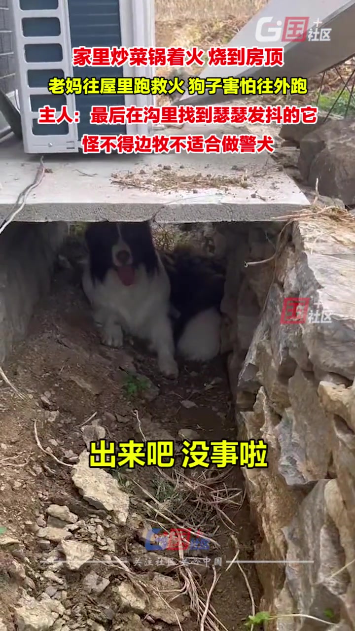 怪不得边牧不适合做警犬