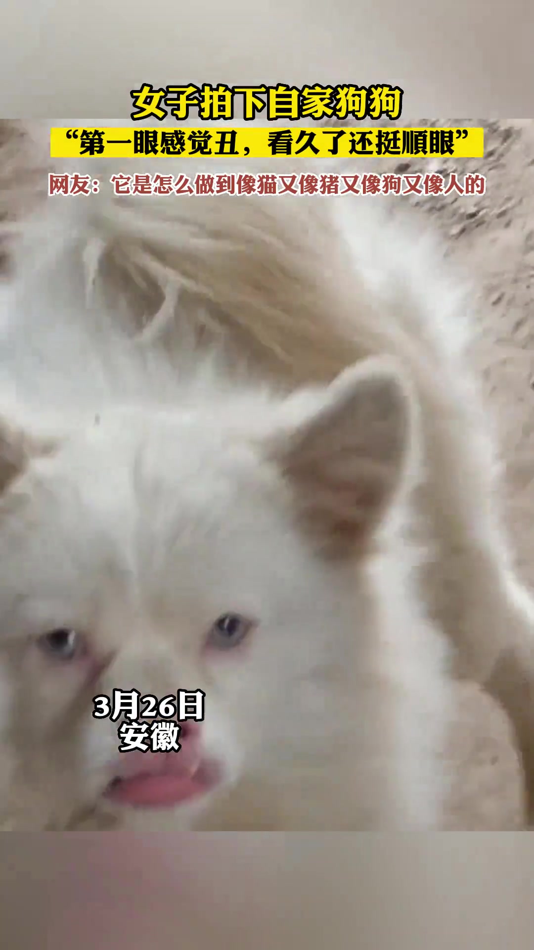 女子拍下自己家的狗狗，它怎么做到像猫又像猪又像狗