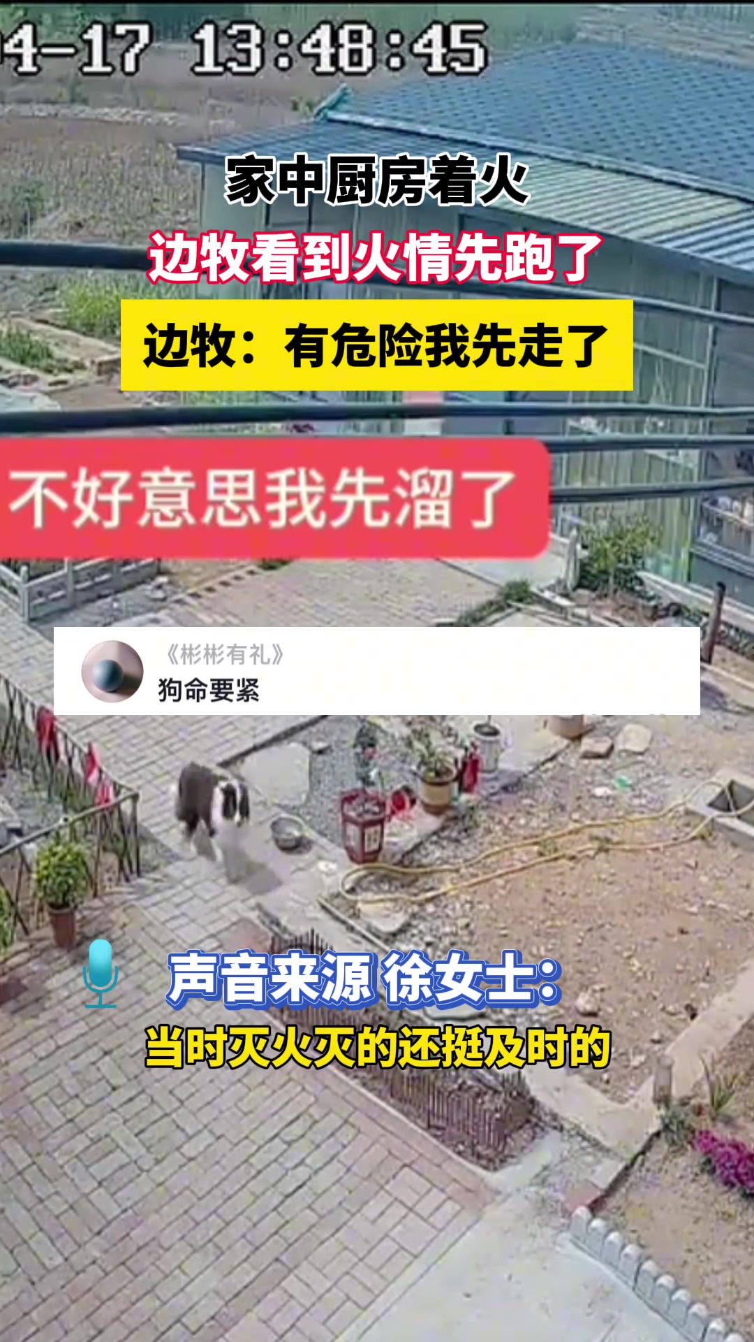 家中厨房着火 边牧看到火情竟先跑了