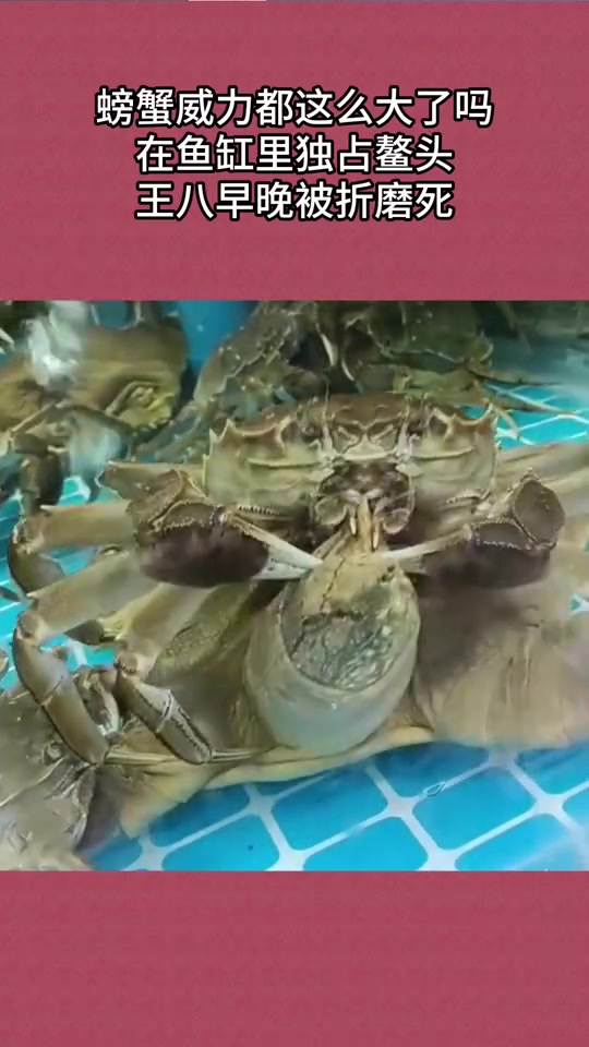 大胆！什么头都敢夹
