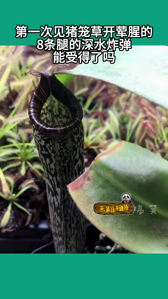 这就是植物里的深渊巨口？