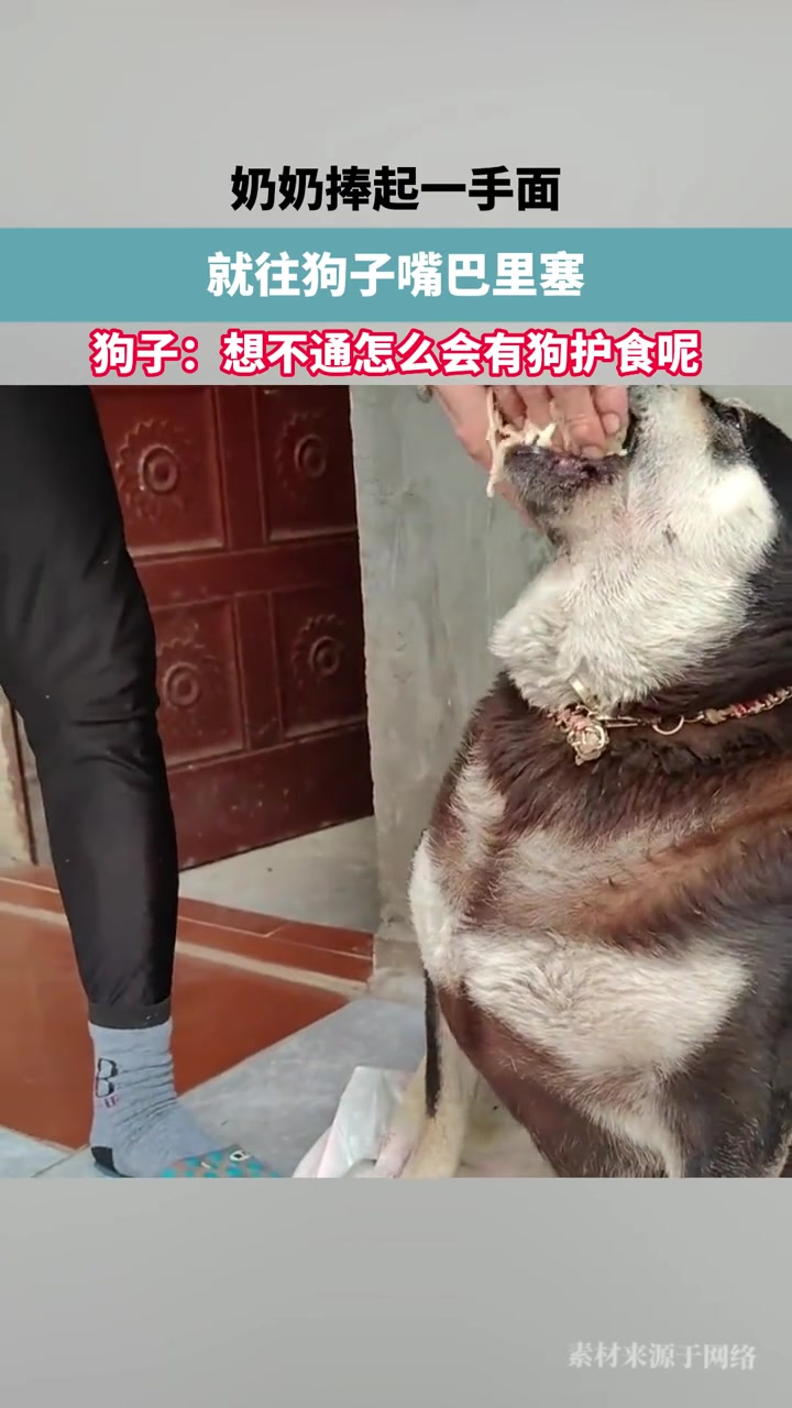 狗子：想不通怎么会有狗护食呢