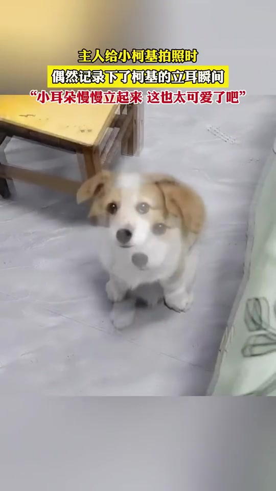主人给小柯基拍照时，偶然记录下了柯基立耳瞬间