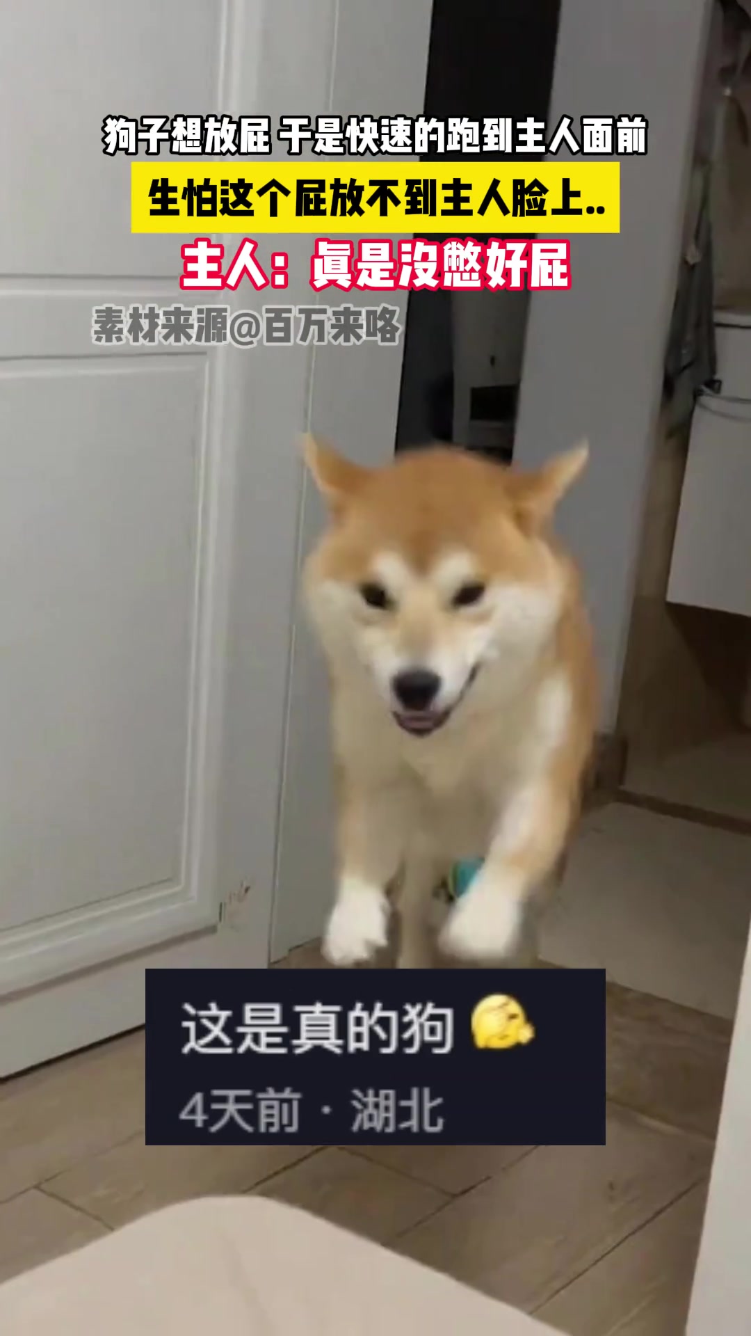 狗子想放屁，于是快速的跑到主人面前，生怕主人闻不到