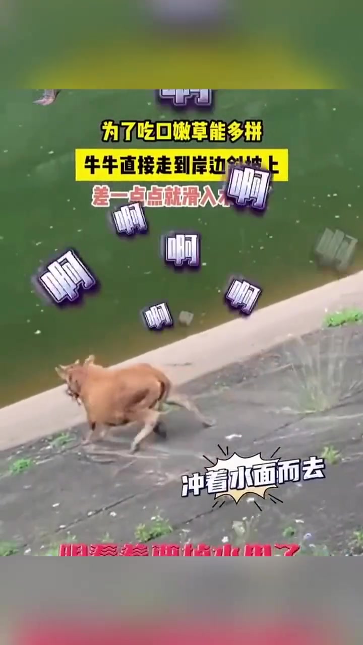 老牛的夸戳启动了吧？！