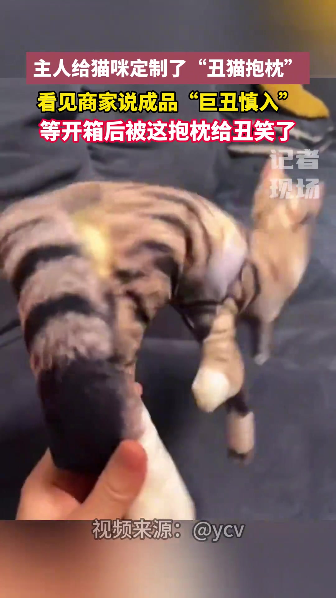 主人给猫咪定制丑猫抱枕 看见商家说成品“巨丑慎入”