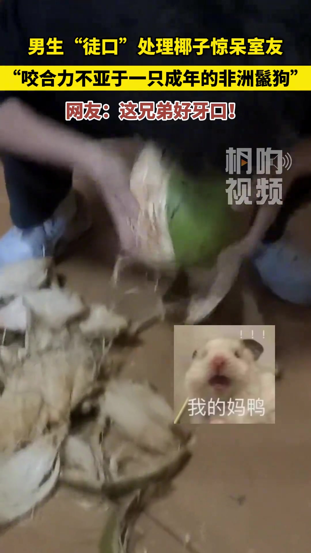 “咬合力不亚于一只成年的非洲鬣狗”