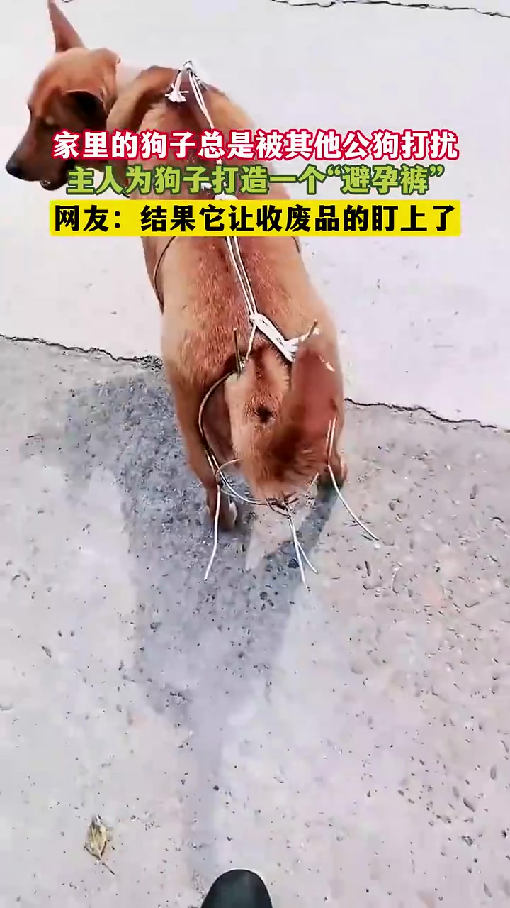 男主人的奇思妙想