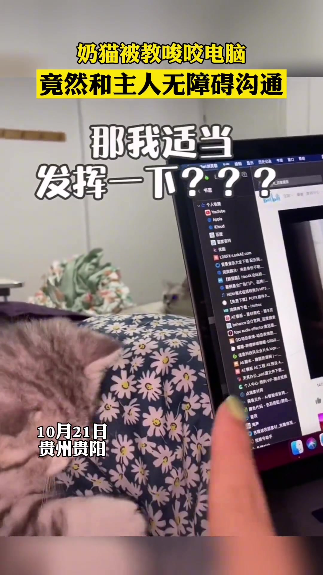 这咬坏了可别怪猫啊，找女主人赔