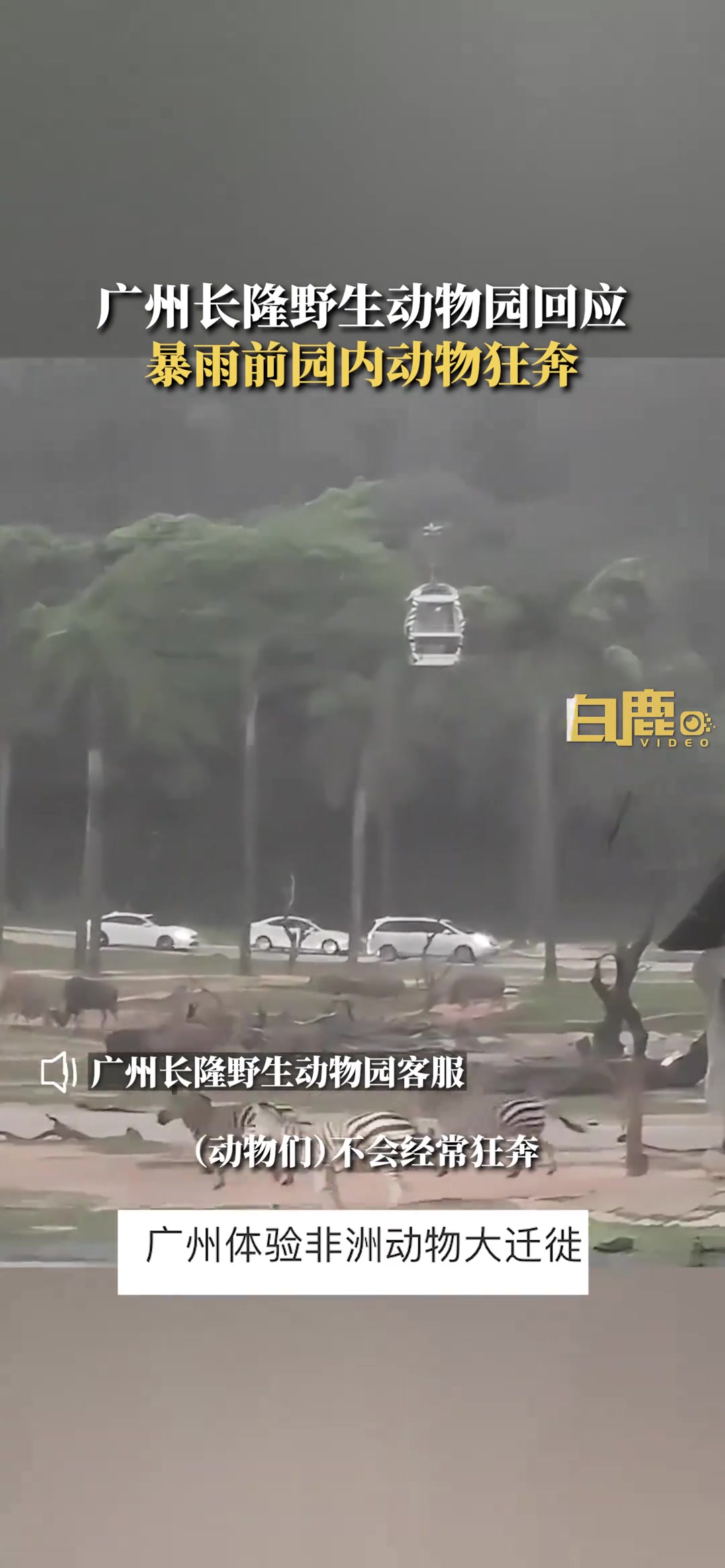 广州暴雨前夕野生动物园动物狂奔！