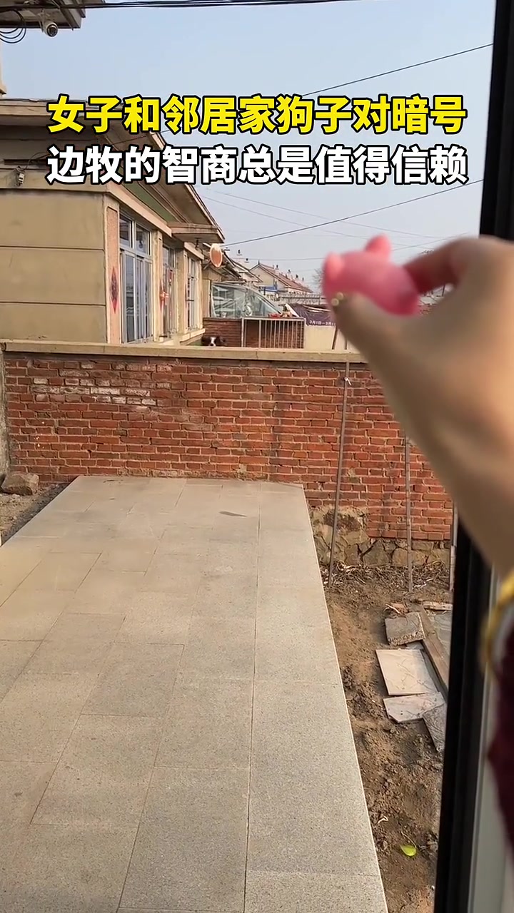 女子和领居家狗子对暗号，结果...