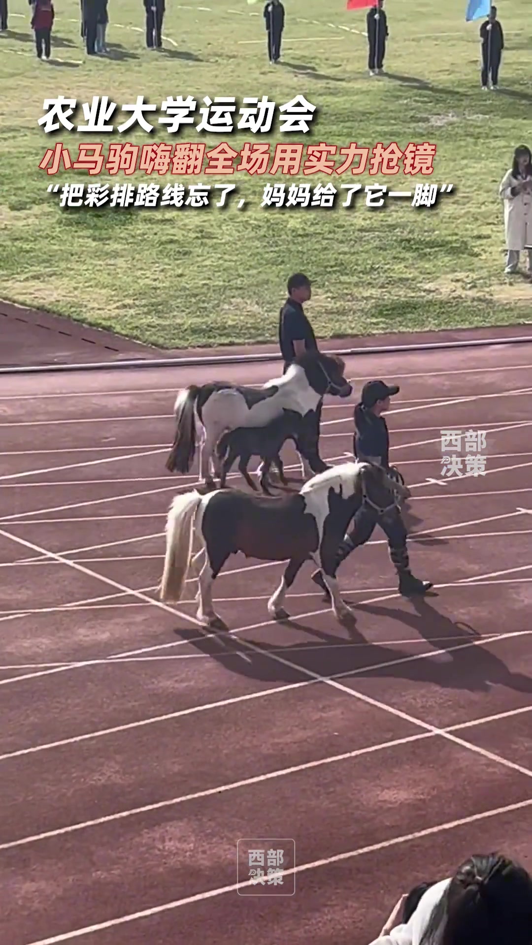 青岛农业大学校运动会开幕式，小马驹嗨翻全场实力抢镜