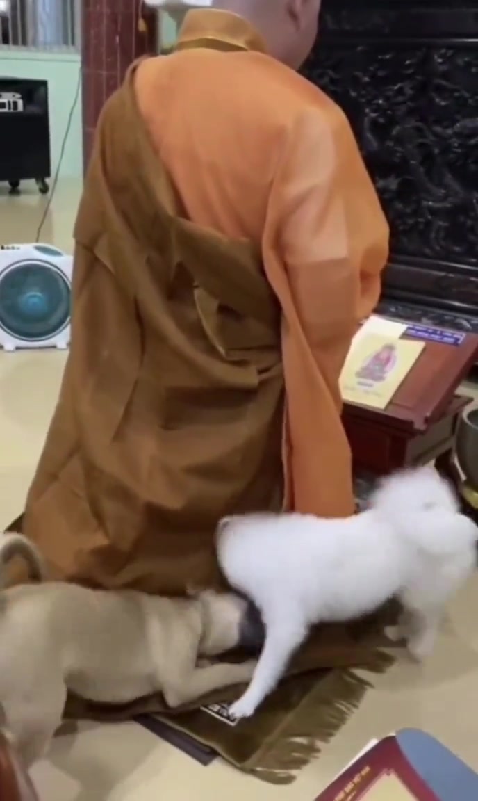 大师这点定力的都没有