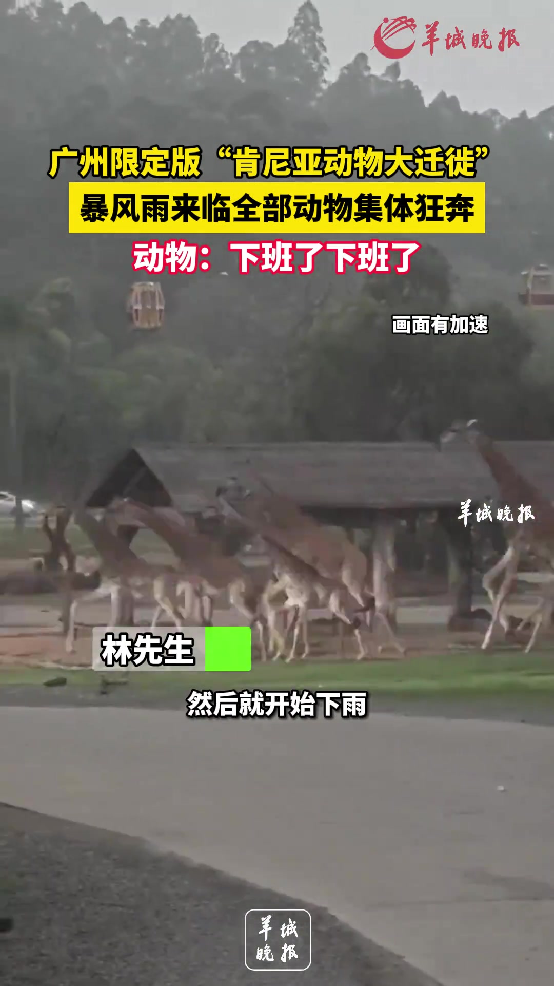 广州限定版肯尼亚动物大迁徙暴风雨来临动物集体狂奔