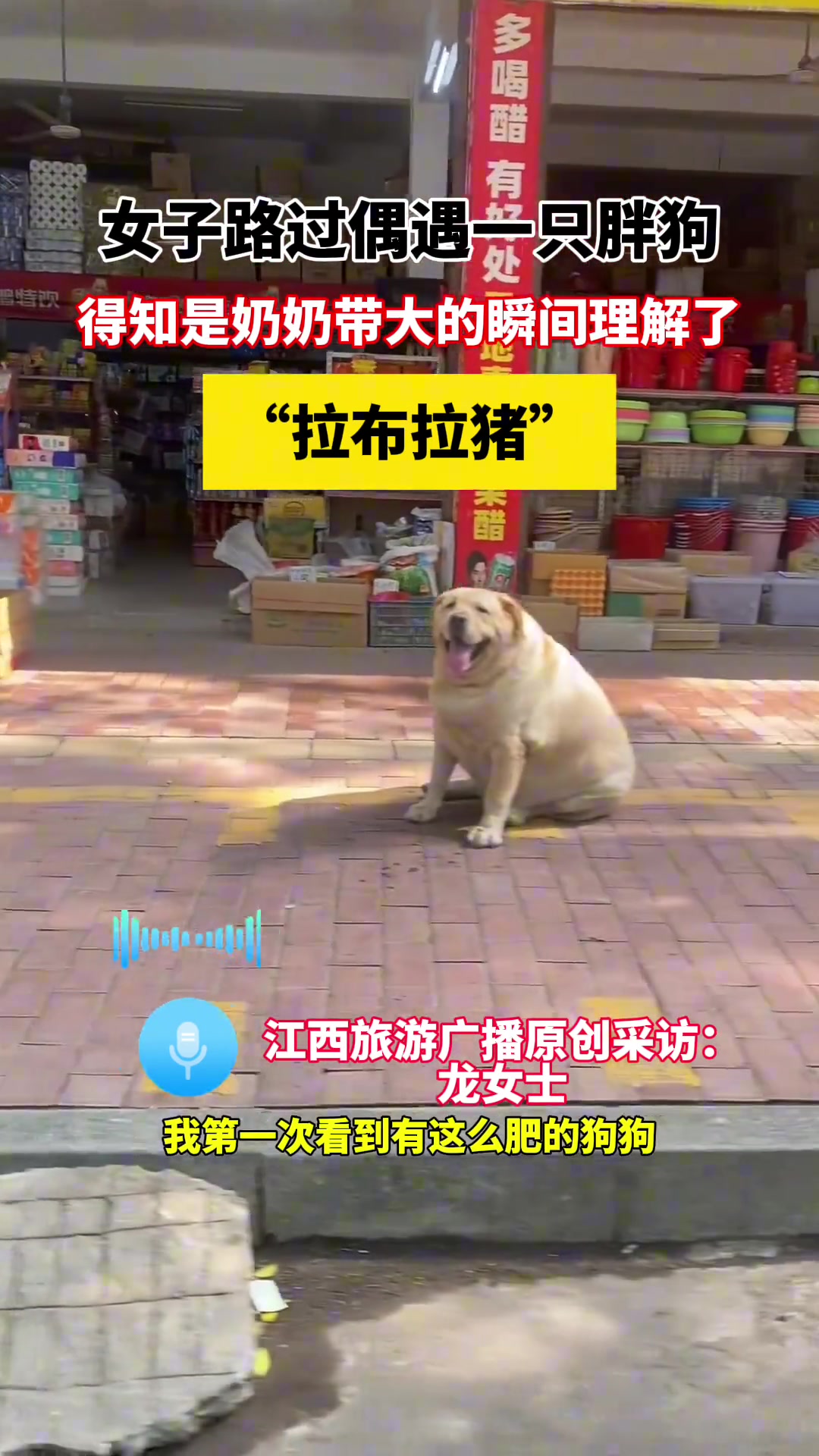 “拉布拉猪” 胖狗，得知是奶奶带大的瞬间理解了！
