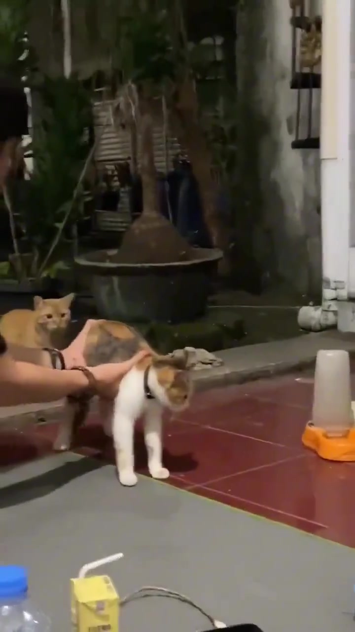 猫孩子把“老父亲”操心坏了啊，最后还是无动于衷