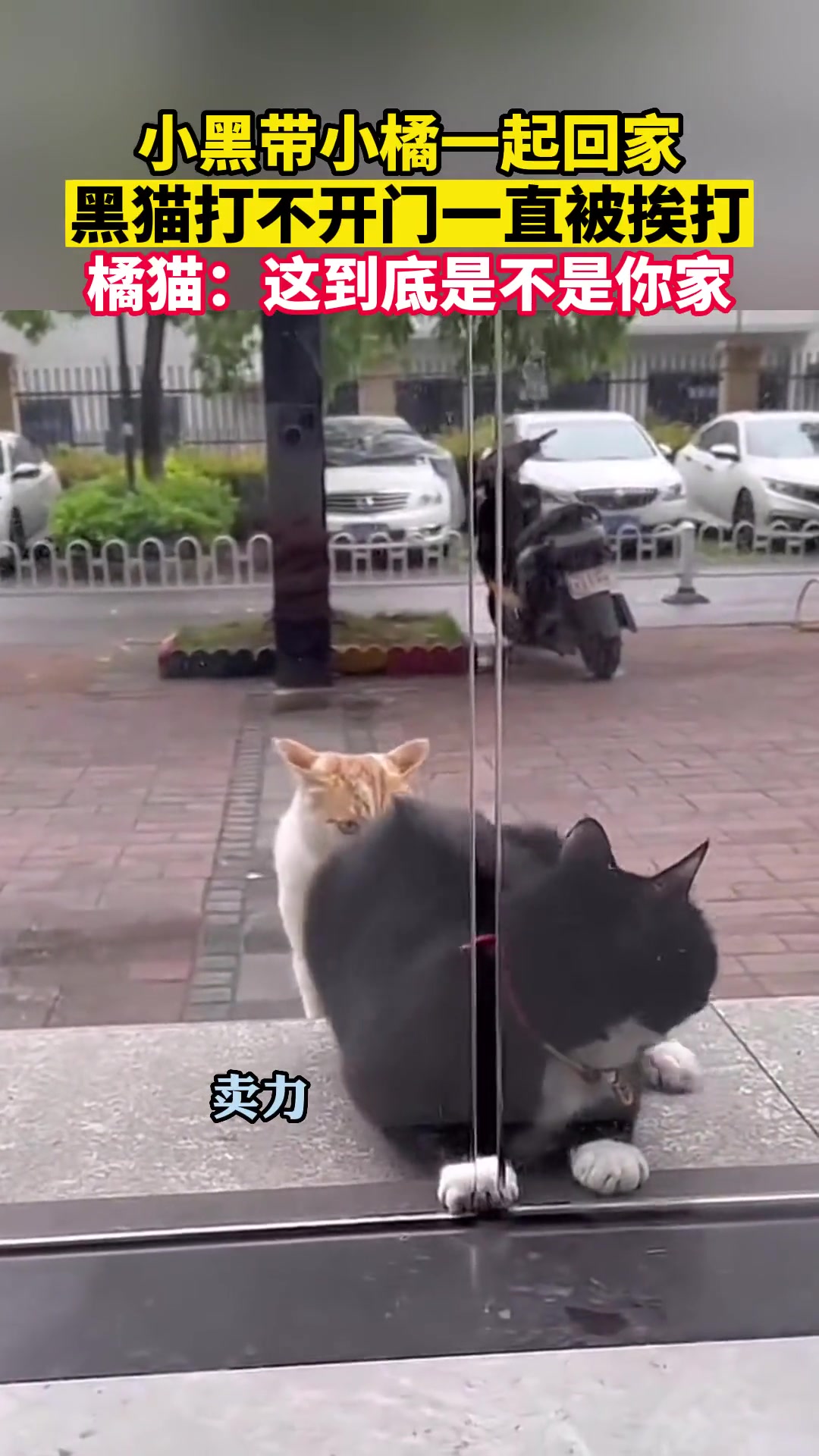黑猫：我知道你很急，但是你先别急