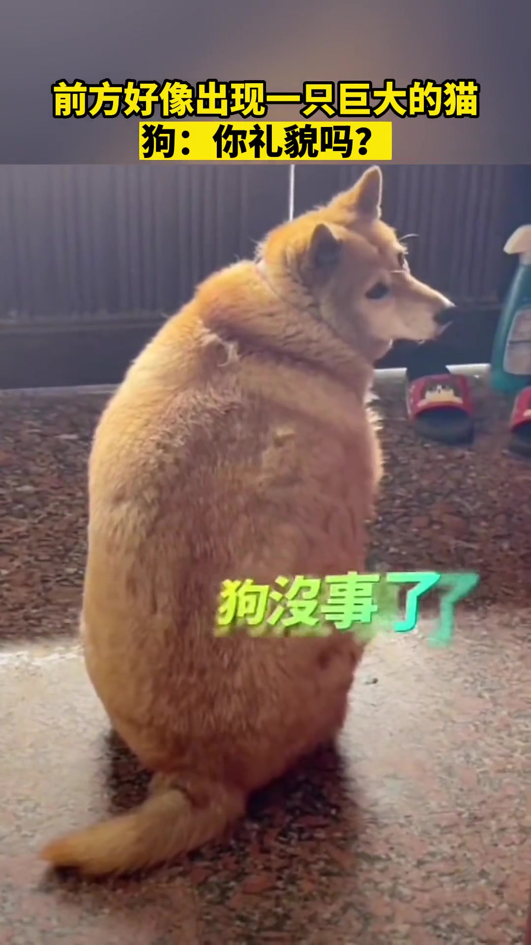 变魔术吗？视频开头有一只猫，结尾能变出狗！