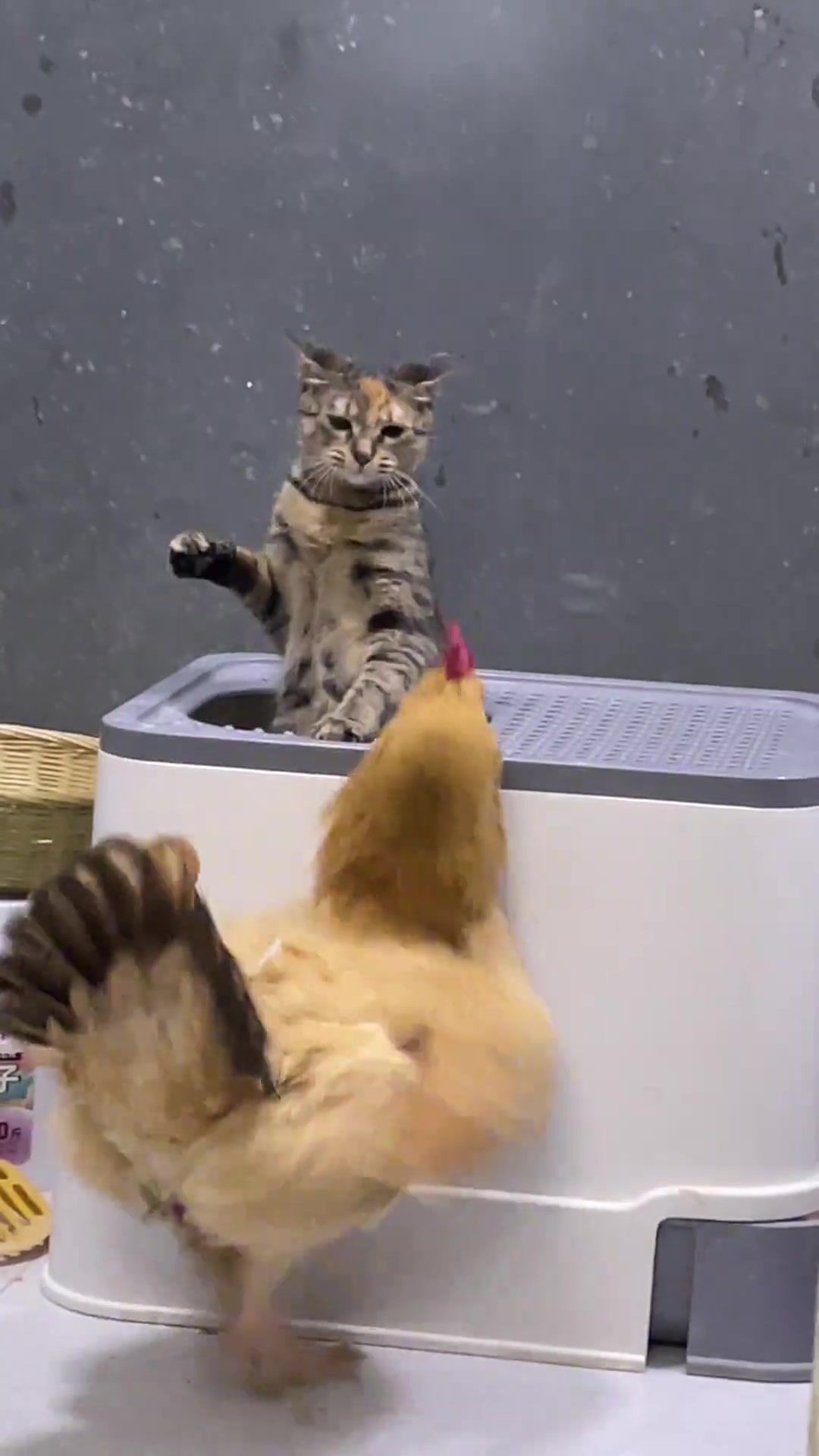 第一次见猫鸡大战，太激烈了，鸡屎都蹦出来了