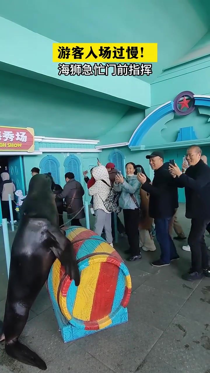 当游客入场过慢，海狮急忙门前指挥心想可别耽误我下班