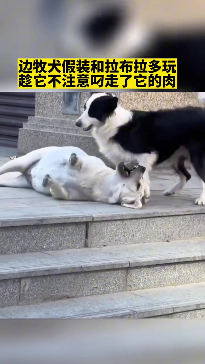 边牧犬假装和拉布拉多玩，趁它不注意叼走了它的肉