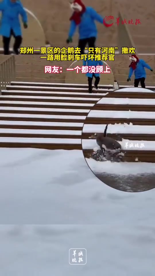 企鹅去“只有河南”撒欢，一路用脸刹车吓坏推荐官