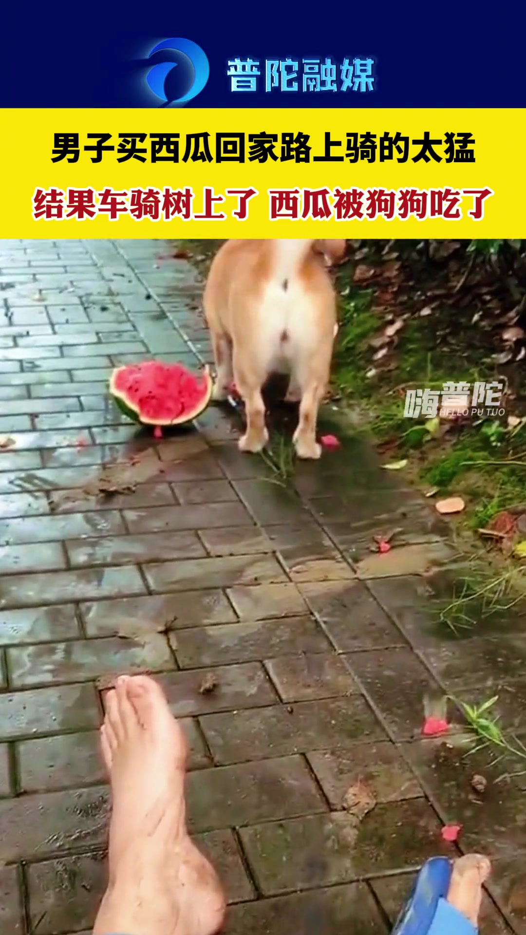 狗子：感谢送来的西瓜 树：感谢送来的电动车