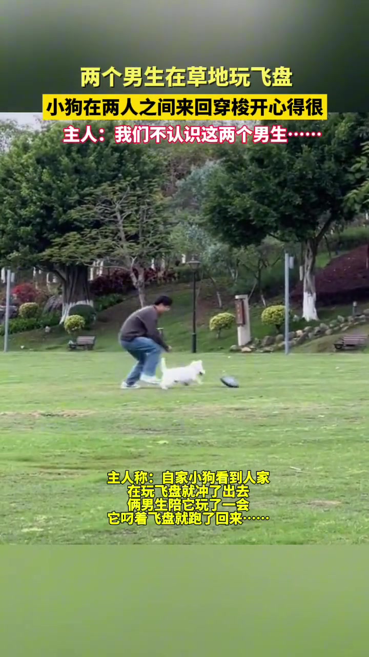 玩飞盘，小狗在中间来回跑，主人：确实不认识这两个人