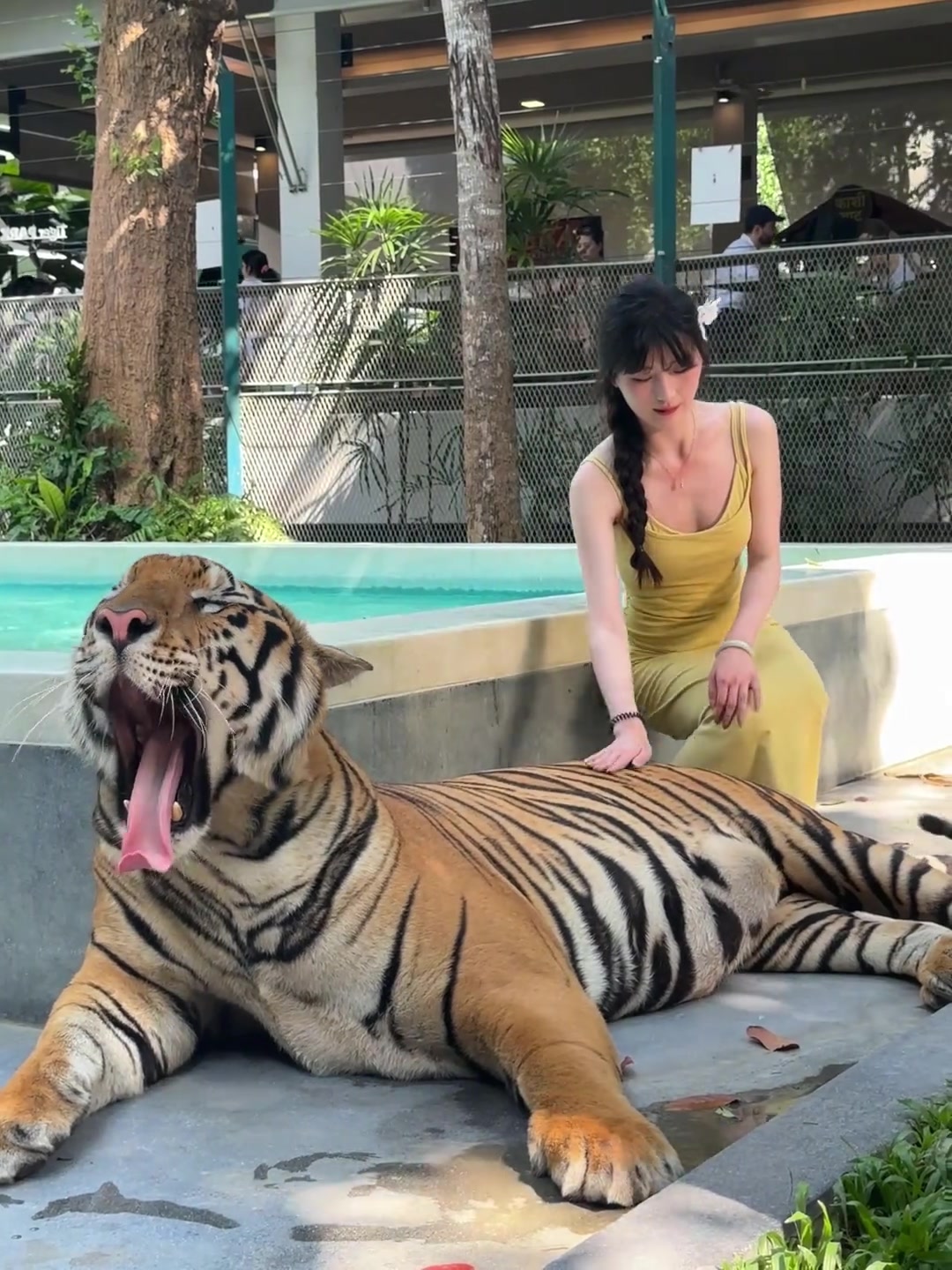 这个美女是真敢摸老虎屁股啊！为了拍视频豁出去了