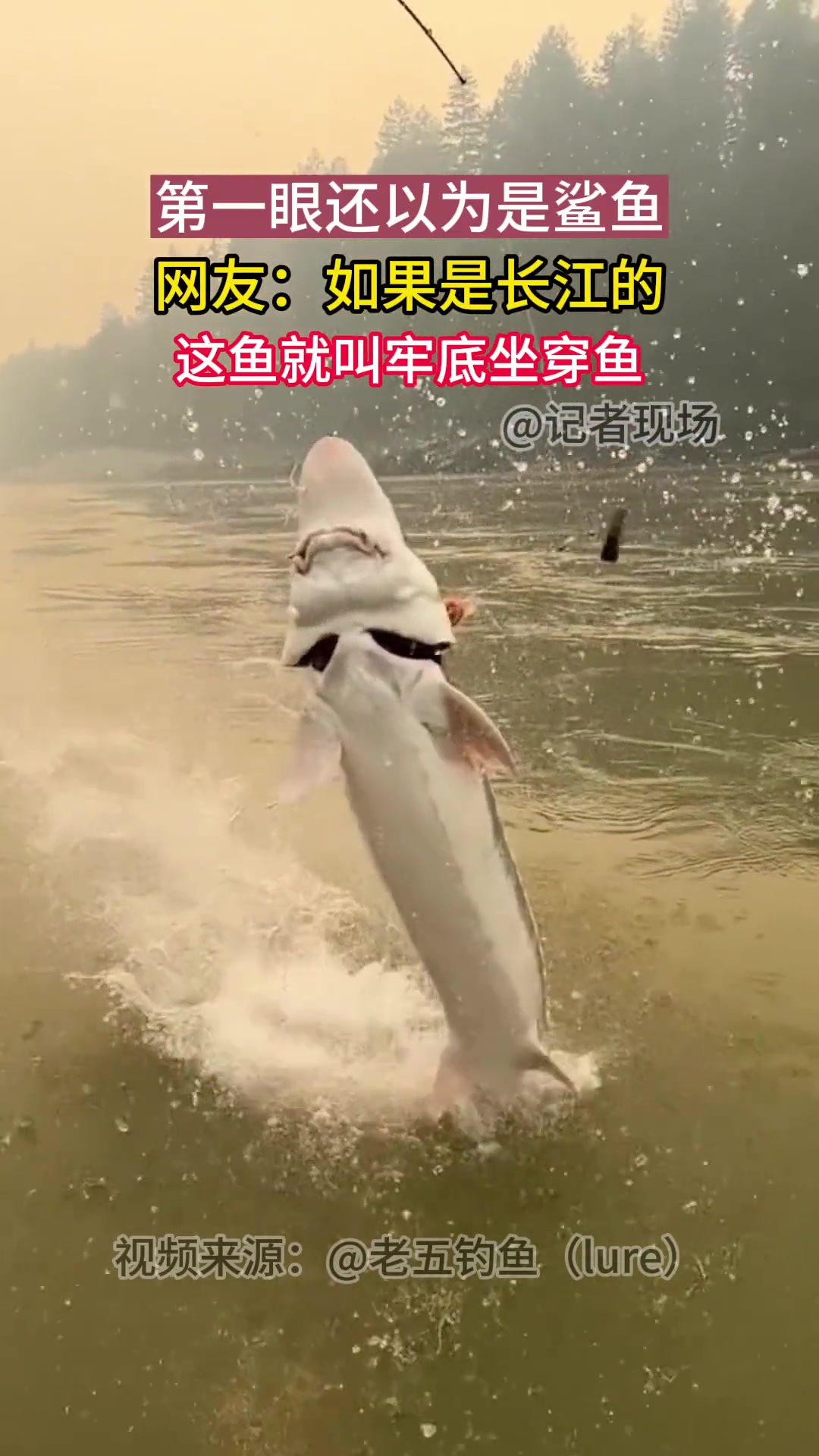 第一眼还以为是鲨鱼 不料这是“牢底坐穿鱼”