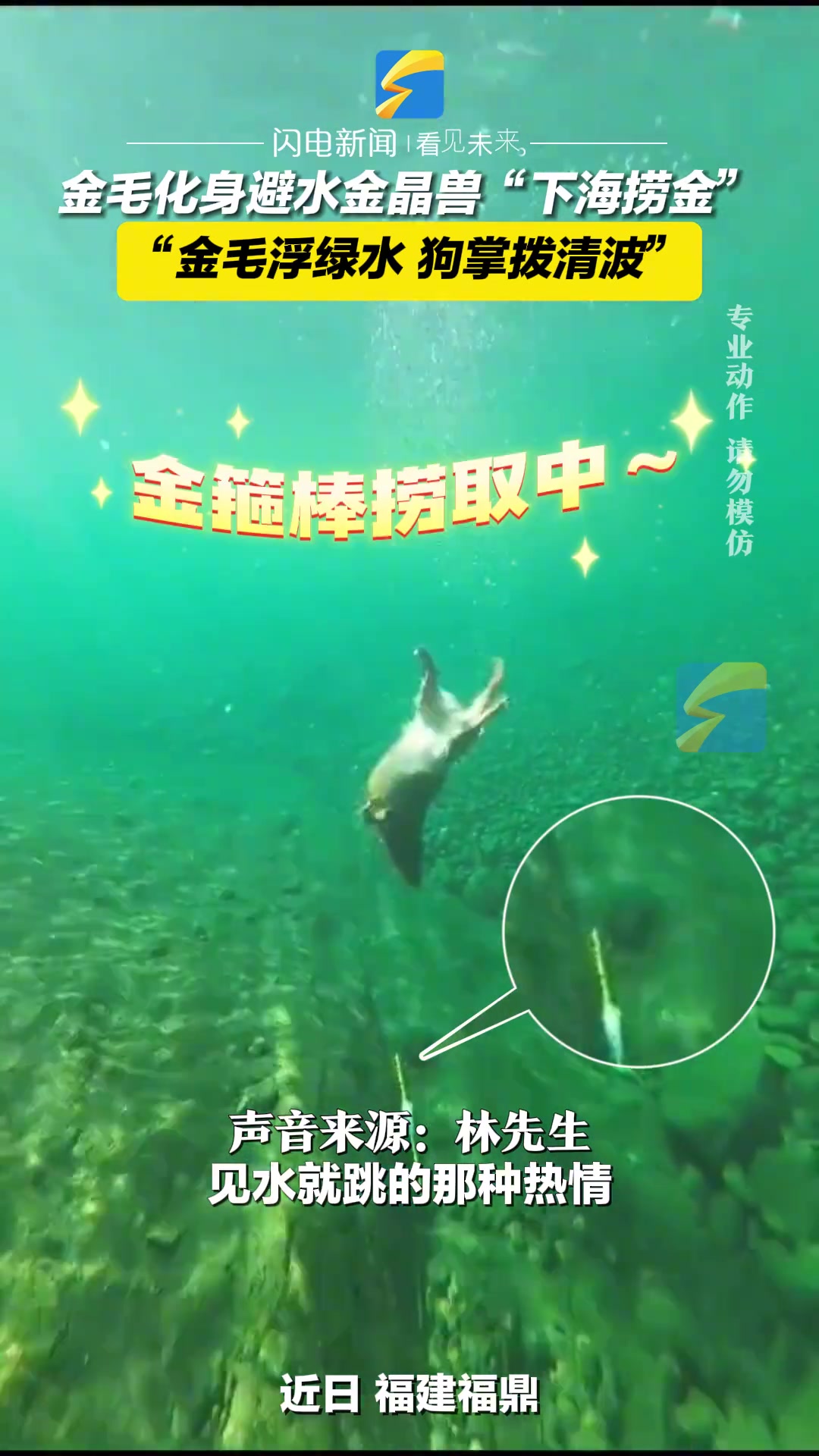 “金毛浮绿水 狗掌拨清波”