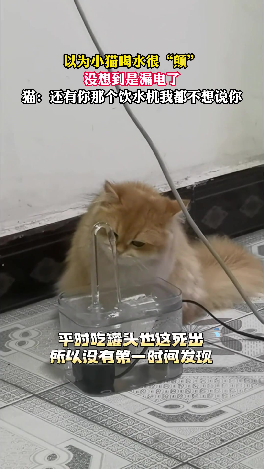 都给猫咪电站起来了 你还搁那哈哈哈…