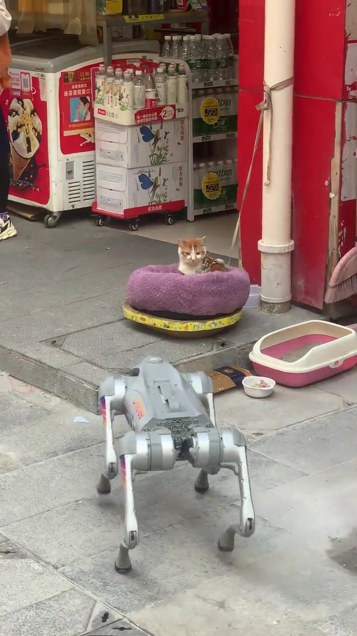 猫：你知道我为什么被栓起来吗
