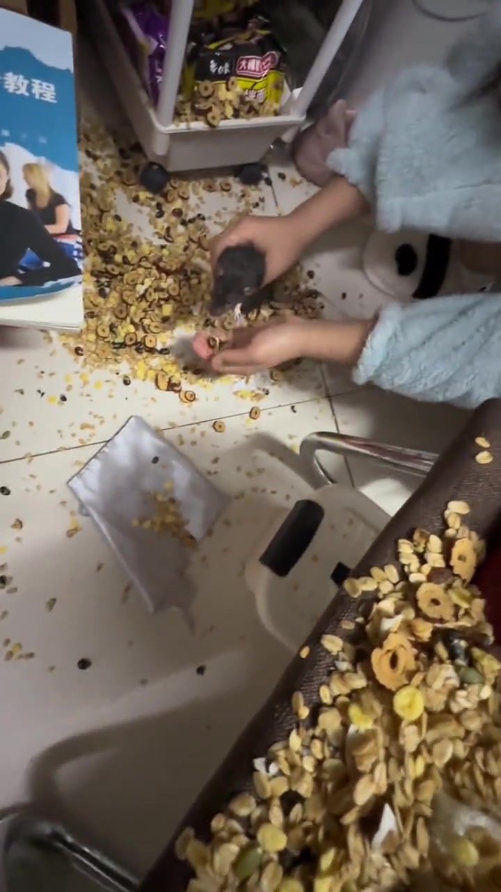 麦片撒了，室友把她的宠物鼠放出来让它解决掉
